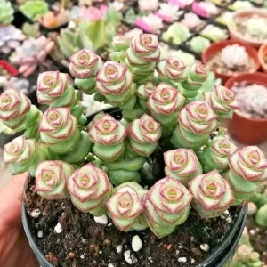 Crassula 'Jade Necklace' Succulent Seeds - Rare Plant 25 Seed Pack Indoor/Outdoor - Image 2