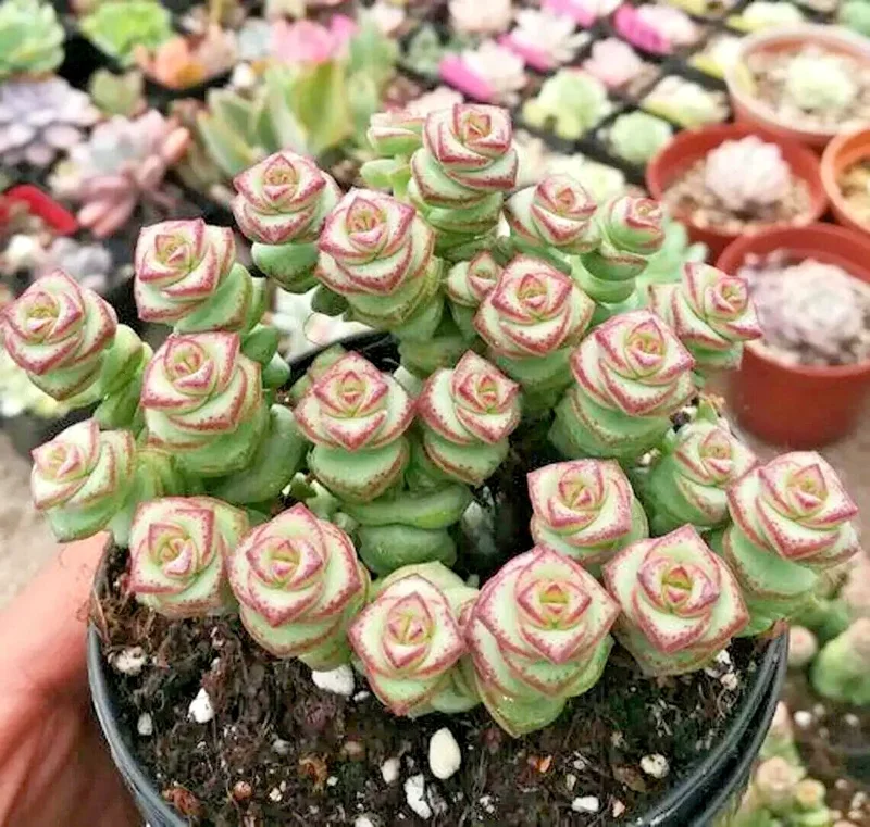 Crassula 'Jade Necklace' Succulent Seeds - Rare Plant 25 Seed Pack Indoor/Outdoor - Image 2