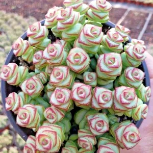 Crassula 'Jade Necklace' Succulent Seeds - Rare Plant 25 Seed Pack Indoor/Outdoor - Image 3