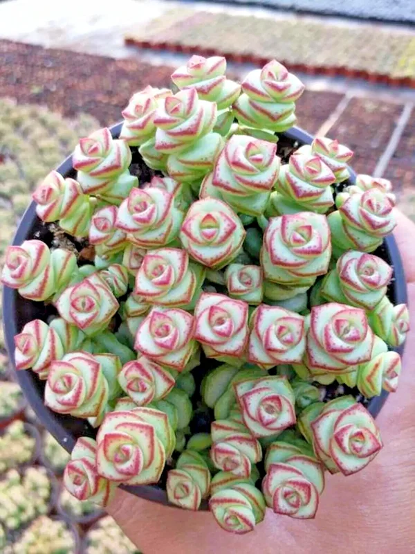 Crassula 'Jade Necklace' Succulent Seeds - Rare Plant 25 Seed Pack Indoor/Outdoor - Image 3