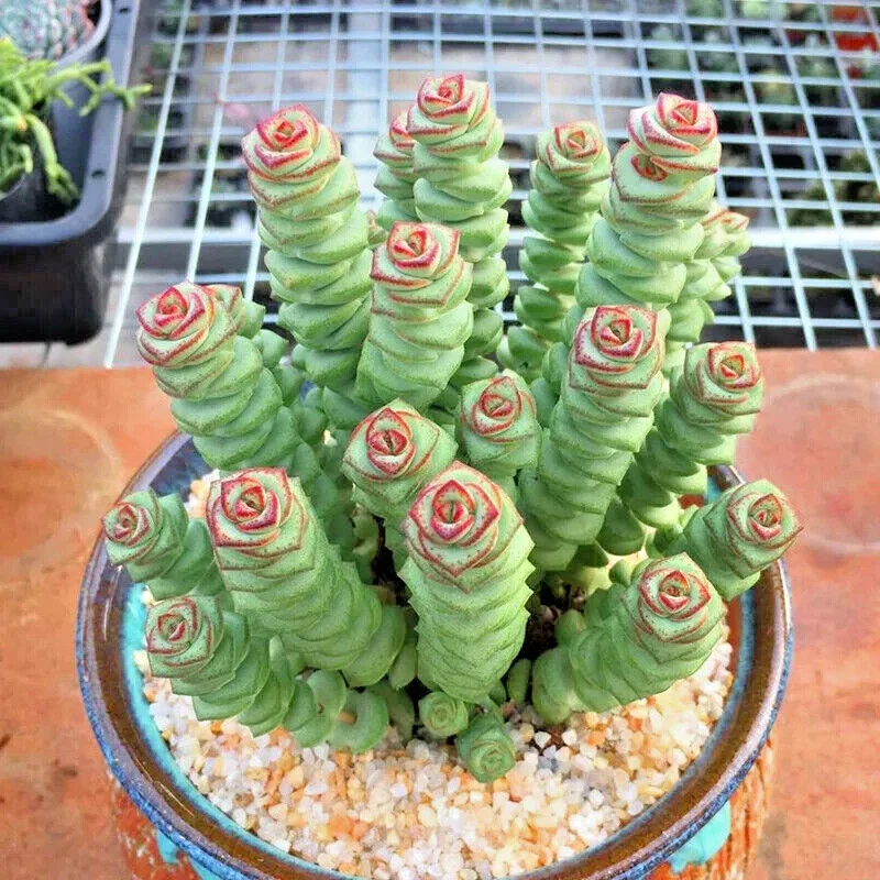 Crassula 'Jade Necklace' Succulent Seeds - Rare Plant 25 Seed Pack Indoor/Outdoor - Image 4