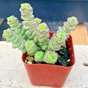 Crassula 'Jade Necklace' Succulent Seeds - Rare Plant 25 Seed Pack Indoor/Outdoor - Image 5