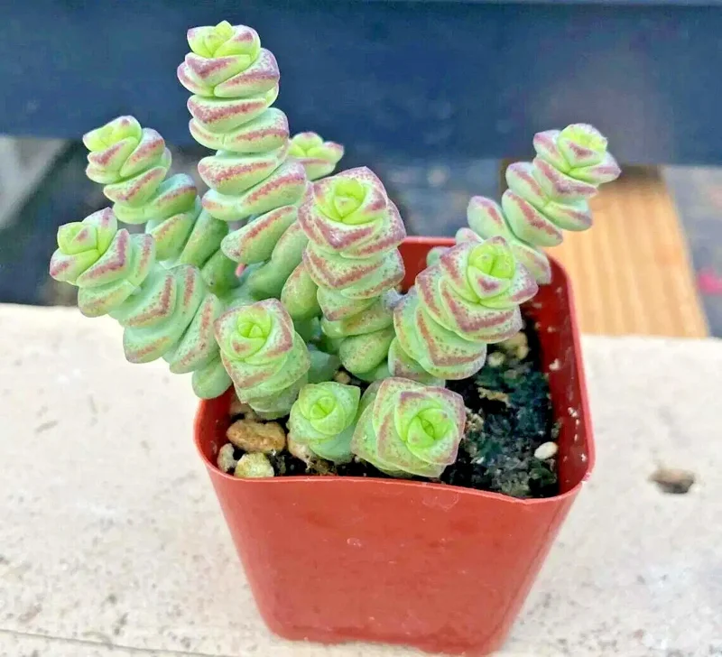 Crassula 'Jade Necklace' Succulent Seeds - Rare Plant 25 Seed Pack Indoor/Outdoor - Image 5