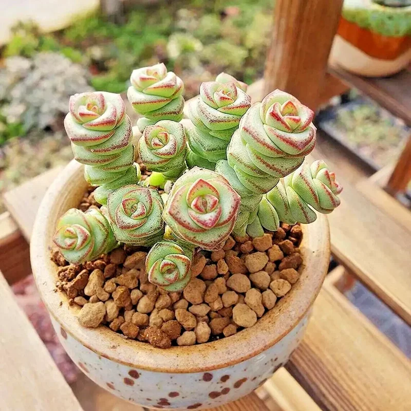 Crassula 'Jade Necklace' Succulent Seeds - Rare Plant 25 Seed Pack Indoor/Outdoor - Image 6