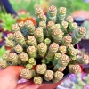 Crassula 'Jade Necklace' Succulent Seeds - Rare Plant 25 Seed Pack Indoor/Outdoor - Image 1