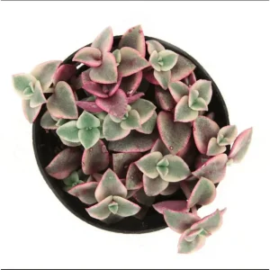 Crassula Marginalis Rubra Variegata 'Calico Kitten' Succulent Plant 2 Inch - Image 5