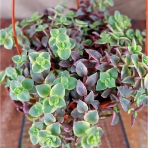 Crassula Marginalis Rubra Variegata 'Calico Kitten' Succulent Plant 2 Inch - Image 6