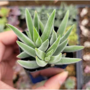 Crassula Mesembryanthemoides 'Tenelli' Succulent Live Plant 2 Inch Pot - Image 2