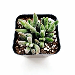 Crassula Mesembryanthemoides 'Tenelli' Succulent Live Plant 2 Inch Pot - Image 3
