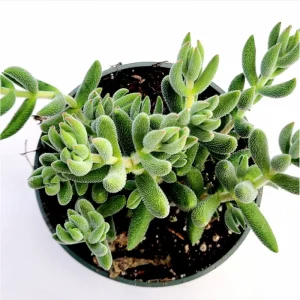 Crassula Mesembryanthemoides 'Tenelli' Succulent Live Plant 2 Inch Pot - Image 4