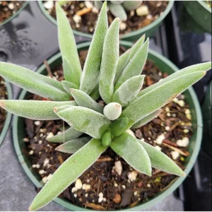 Crassula Mesembryanthemoides 'Tenelli' Succulent Live Plant 2 Inch Pot - Image 5