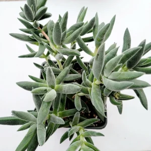 Crassula Mesembryanthemoides 'Tenelli' Succulent Live Plant 2 Inch Pot - Image 6