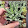 Crassula Mesembryanthemoides 'Tenelli' Succulent Live Plant 2 Inch Pot - Image 1