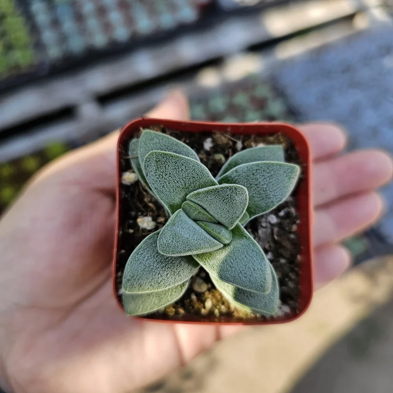 Crassula Morgan's Beauty Succulent Live Plant – 2 inch pot – Compact Indoor Succulent - Image 2