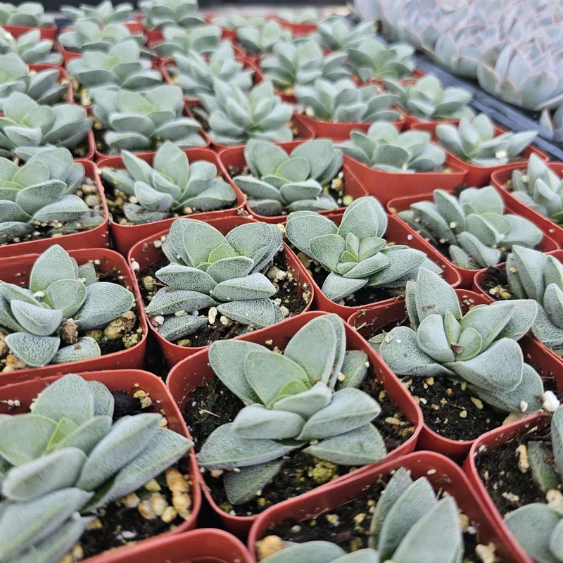 Crassula Morgan's Beauty Succulent Live Plant – 2 inch pot – Compact Indoor Succulent - Image 1