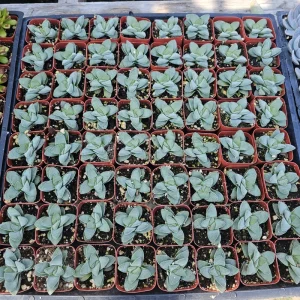 Crassula Morgan's Beauty Succulent Live Plant – 2 inch pot – Compact Indoor Succulent - Image 3