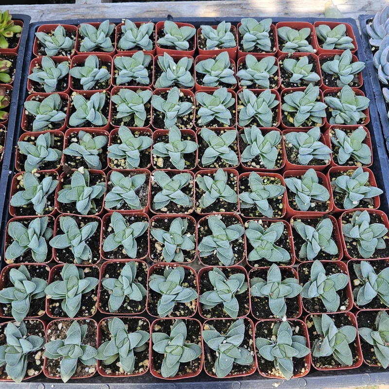 Crassula Morgan's Beauty Succulent Live Plant – 2 inch pot – Compact Indoor Succulent - Image 3