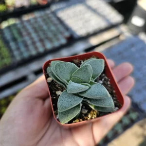 Crassula Morgan's Beauty Succulent Live Plant – 2 inch pot – Compact Indoor Succulent - Image 4