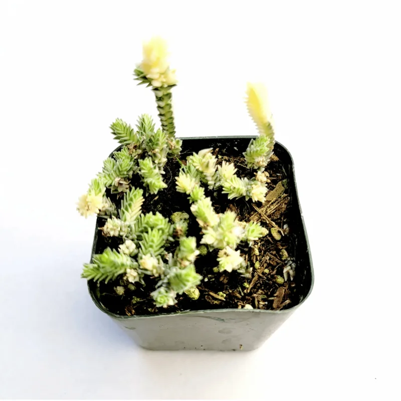 Crassula Muscosa F. Variegata 'Watch Chain' Succulent Live Plant 2 Inch Pot Indoor/Outdoor - Image 1