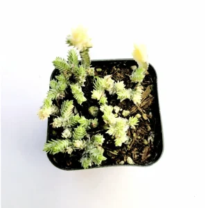 Crassula Muscosa F. Variegata 'Watch Chain' Succulent Live Plant 2 Inch Pot Indoor/Outdoor - Image 2