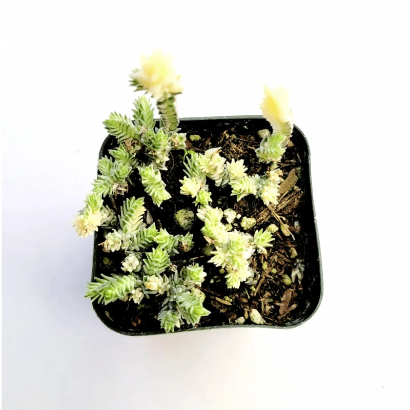 Crassula Muscosa F. Variegata 'Watch Chain' Succulent Live Plant 2 Inch Pot Indoor/Outdoor - Image 2