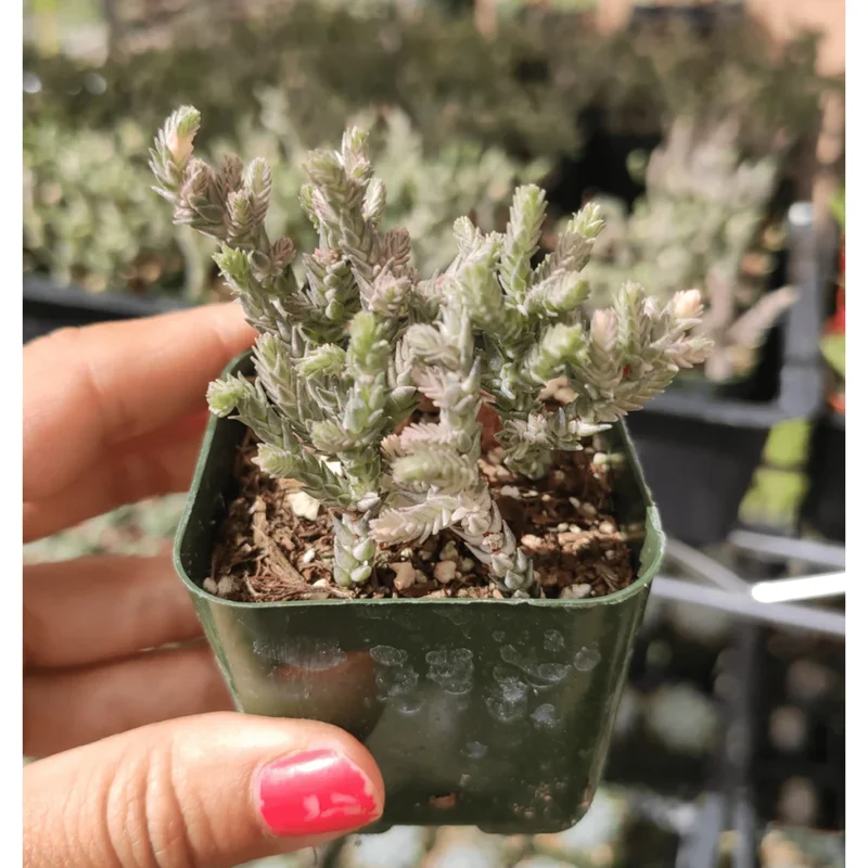 Crassula Muscosa F. Variegata 'Watch Chain' Succulent Live Plant 2 Inch Pot Indoor/Outdoor - Image 4