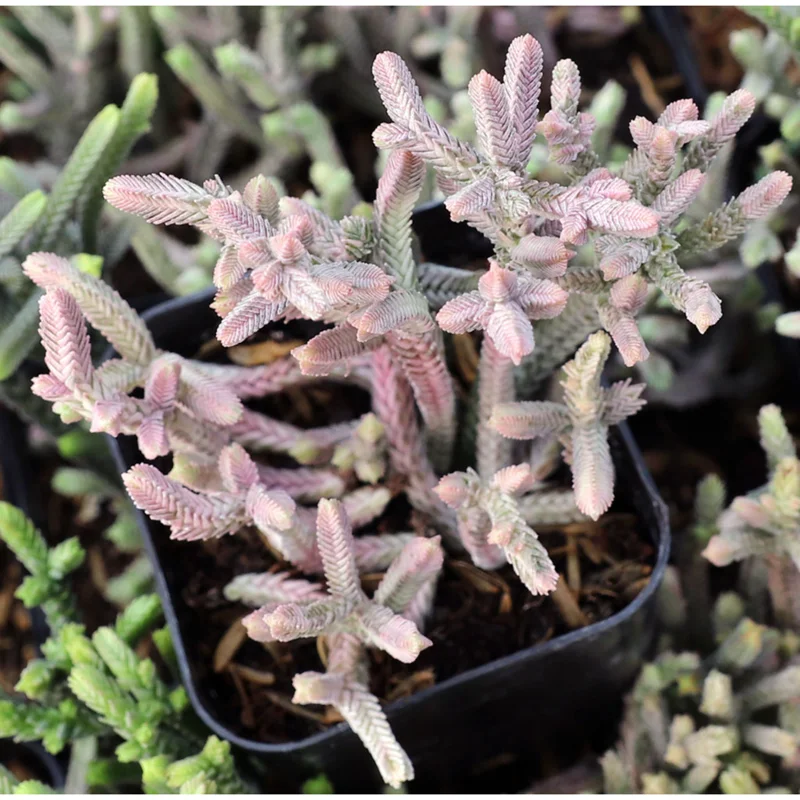 Crassula Muscosa F. Variegata 'Watch Chain' Succulent Live Plant 2 Inch Pot Indoor/Outdoor - Image 5