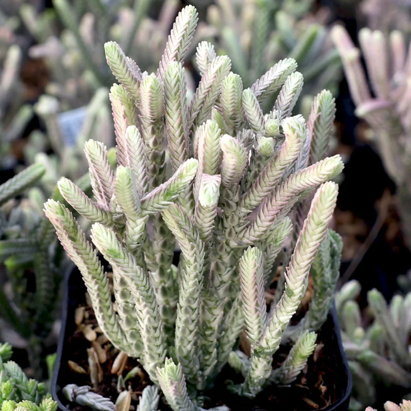 Crassula Muscosa F. Variegata 'Watch Chain' Succulent Live Plant 2 Inch Pot Indoor/Outdoor - Image 6