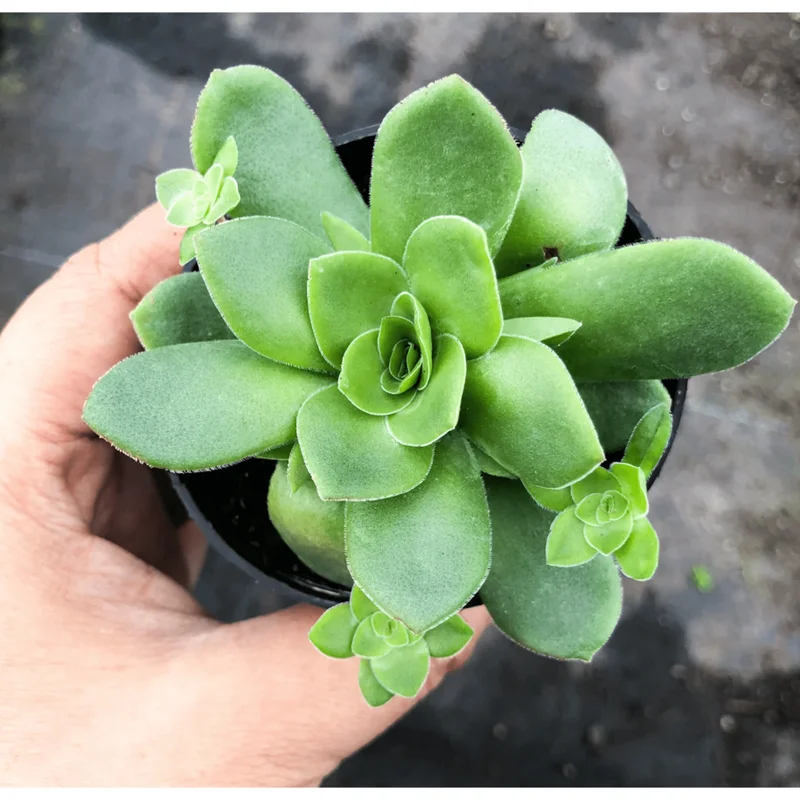 Crassula Orbicularis Succulent Plant - Live, 2 Inch Pot, Indoor/Outdoor - Image 1