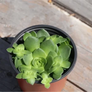 Crassula Orbicularis Succulent Plant - Live, 2 Inch Pot, Indoor/Outdoor - Image 3