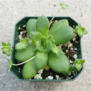 Crassula Orbicularis Succulent Plant - Live, 2 Inch Pot, Indoor/Outdoor - Image 5