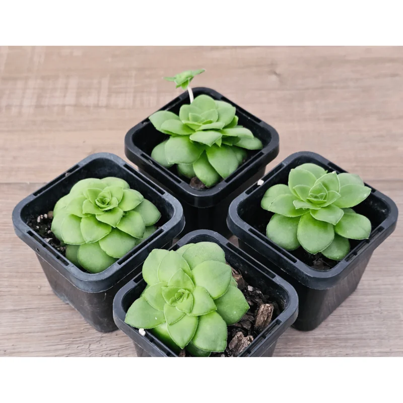 Crassula Orbicularis Succulent Plant - Live, 2 Inch Pot, Indoor/Outdoor - Image 6