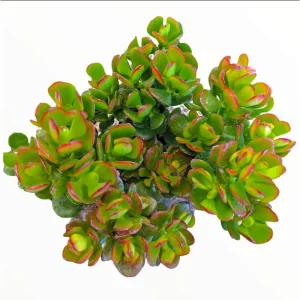 Crassula Ovata 'Baby Jade' Succulent Live Plant - 2 Inch Pot Indoor/Outdoor - Image 3