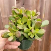 Crassula Ovata 'Baby Jade' Succulent Live Plant - 2 Inch Pot Indoor/Outdoor - Image 1
