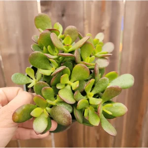 Crassula Ovata 'Baby Jade' Succulent Live Plant - 2 Inch Pot Indoor/Outdoor - Image 4