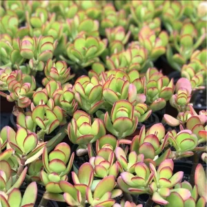 Crassula Ovata 'Baby Jade' Succulent Live Plant - 2 Inch Pot Indoor/Outdoor - Image 6