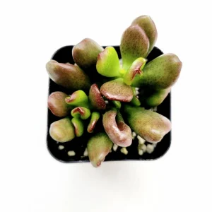 Crassula ovata 'ET's Fingers' Jade Succulent Live Plant - 2 Inch Pot - Image 2