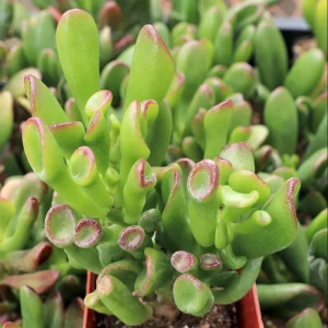 Crassula ovata 'ET's Fingers' Jade Succulent Live Plant - 2 Inch Pot - Image 3