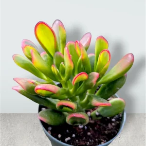 Crassula ovata 'ET's Fingers' Jade Succulent Live Plant - 2 Inch Pot - Image 4