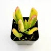 Crassula ovata 'ET's Fingers' Jade Succulent Live Plant - 2 Inch Pot - Image 1