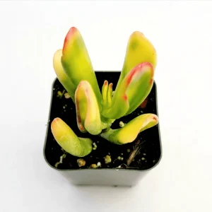 Crassula ovata 'ET's Fingers' Jade Succulent Live Plant - 2 Inch Pot - Image 1