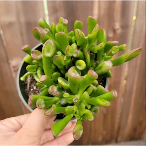 Crassula ovata 'ET's Fingers' Jade Succulent Live Plant - 2 Inch Pot - Image 5