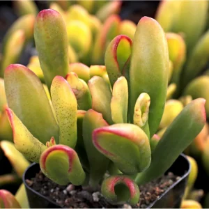 Crassula ovata 'ET's Fingers' Jade Succulent Live Plant - 2 Inch Pot - Image 6