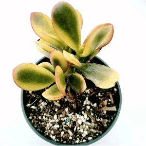 Crassula Ovata 'Hummel's Sunset' Golden Jade Succulent Live Plant 4