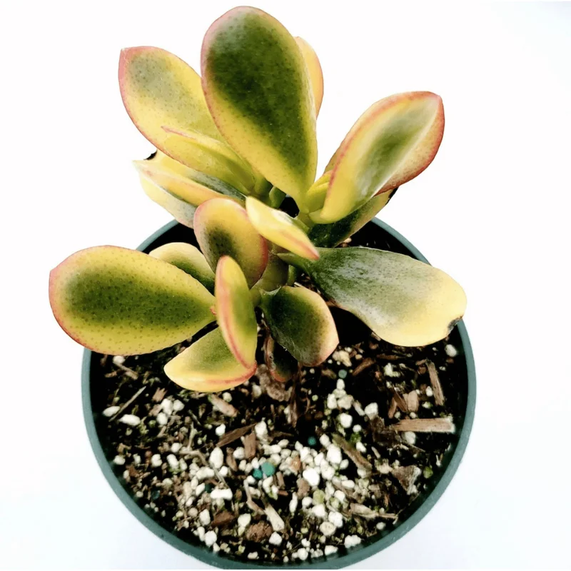 Crassula Ovata 'Hummel's Sunset' Golden Jade Succulent Live Plant 4" Bare Root - Image 2