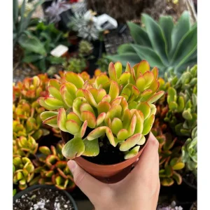 Crassula Ovata 'Hummel's Sunset' Golden Jade Succulent Live Plant 4