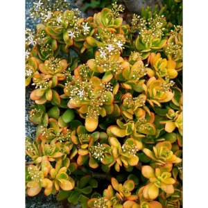 Crassula Ovata 'Hummel's Sunset' Golden Jade Succulent Live Plant 4