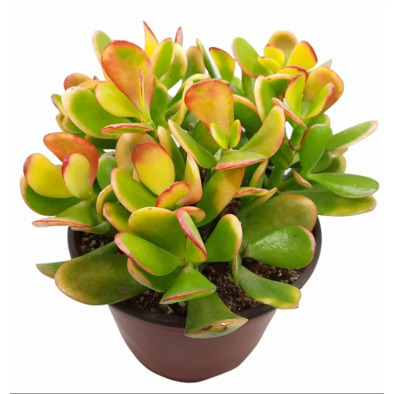 Crassula Ovata 'Hummel's Sunset' Golden Jade Succulent Live Plant 4" Bare Root - Image 5