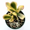 Crassula Ovata 'Hummel's Sunset' Golden Jade Succulent Live Plant 4" Bare Root - Image 1
