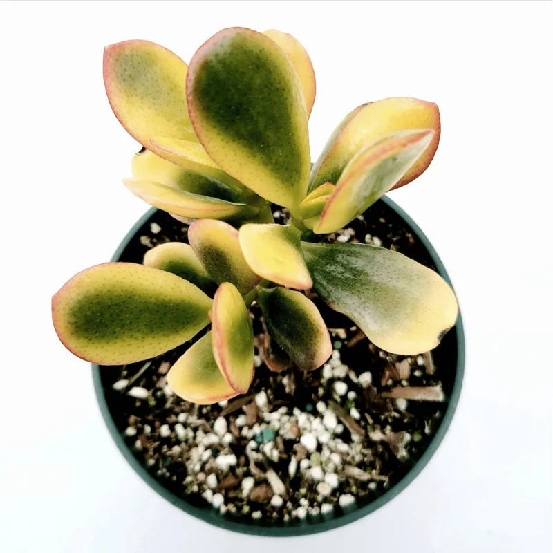 Crassula Ovata 'Hummel's Sunset' Golden Jade Succulent Live Plant 4" Bare Root - Image 1